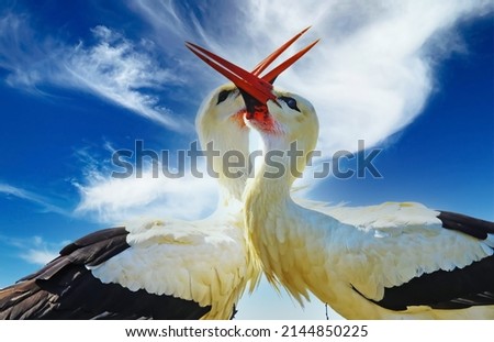 Close up of couple two white storks (ciconia ciconia) in a nest clapping beaks together.  Neck and head form a heart, clear blue sky, fluffy clouds 