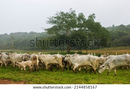 Livestock. Nelore cattle in Bananeiras, Paraíba, Brazil.