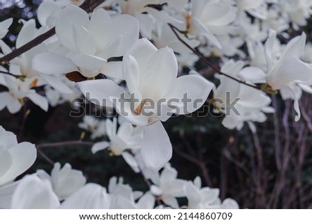 Magnolia flowers are in bloom, Spring flowers series, White Magnolia flower, Magnolia is the city flower of Japan, Blooming magnolia tree in spring, wide composition, spring time.