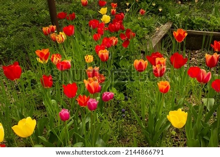 Yellow and red spring tulips flowers on green grass field 