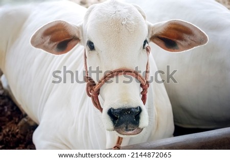 Livestock. Nellore bull looking at the camera in close-up. Royalty-Free Stock Photo #2144872065