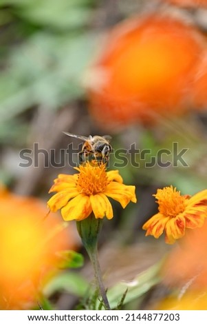 closeup the black brown honeybee take the marigold flower juice and hold on flower with plant in the garden soft focus natural green brown background.
