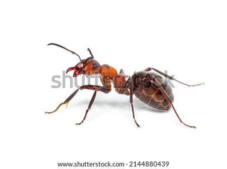 Red wood ant - Formica rufa or southern wood ant, isolated on white Royalty-Free Stock Photo #2144880439