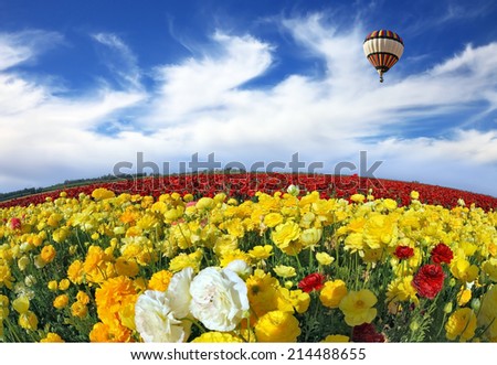 Wonderful spring mood, nice big balloon flies over the field. The huge field of red and orange buttercups. The picture was taken Fisheye lens