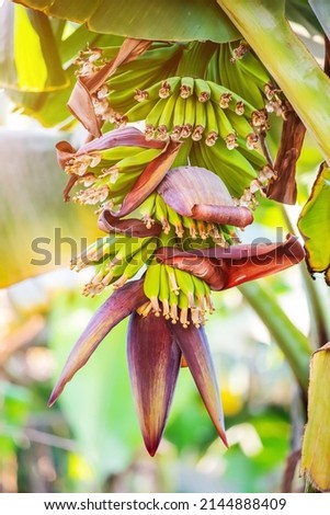 banana plantation with green unripe fruits on the farm. Agriculture in the tropics