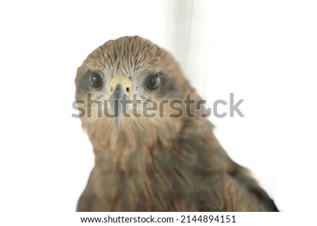 The Sulawesi eagle (Nisaetus lanceolatus) is a species of bird of prey in the family Accipitridae. This bird is endemic to the island of Sulawesi and the surrounding islands