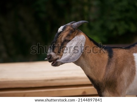 A close-up portrait of a goat against the background of nature, a stylized picture. An art object in a stylized interior. selective focusing, space for copying.
