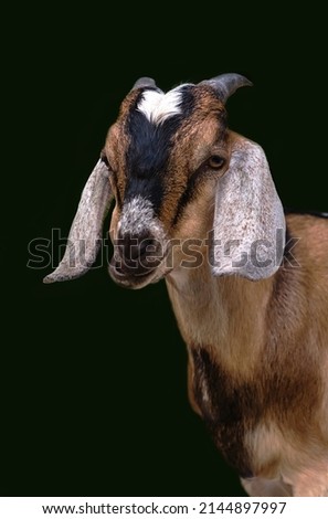 A close-up portrait of a Goat on an isolated dark background, a stylized picture. An art object in a stylized interior. selective focus, copy space
