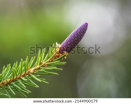 A young female cone of ordinary spruce, it is pink and its scales invitingly open in anticipation of pollen. Young cones of a Blue Spruce. Young fir cone on the fir tree branch in spring. Royalty-Free Stock Photo #2144900179