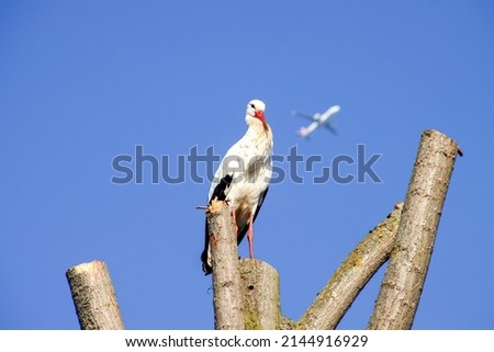 Stork sitting on top of a tree in Oud Verlaat in the Netherlands with aircraft on background