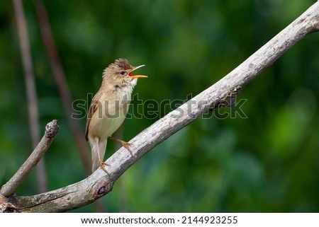 Blyth's reed warbler (Acrocephalus dumetorum) is an Old World warbler in the genus Acrocephalus