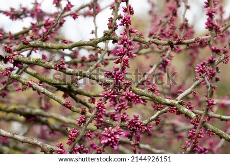 European Cercis, or Judas tree, or European crimson. Close-up of Cercis siliquastrum rosebuds. Spring, April, spring flower background