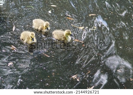 A group of small, fluffy, fuzzy ducklings, swimming on a pond in Wandsworth Common, in Southwest London.  Image has copy space.