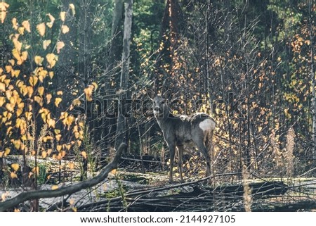 Roe deer pair in the morning. Roe deer buck with doe in burnt-out forest with fallen trees. Roe deer pair looking at the camera. Green background. Brown wild roe deer in nature.