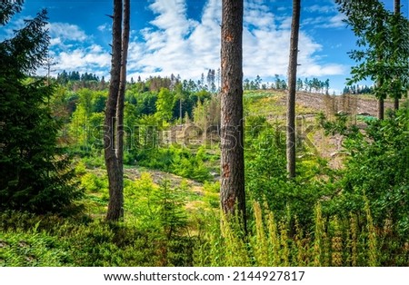 On the outskirts of a pine forest. Pinewood forest trees. Pine forest scene. Pine trees forest background Royalty-Free Stock Photo #2144927817