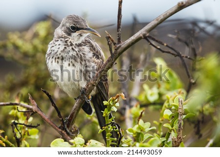 espanola mockingbird in galapagos island