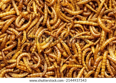Fried salty worms. Roasted mealworms. Top view.