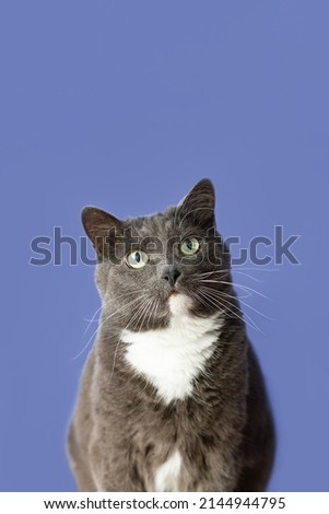 A domestic cat on a blue background. Portrait. Pets.