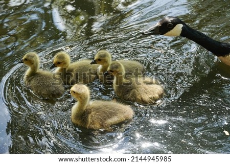 A group of small, fluffy, fuzzy ducklings, swimming with an adult Canada Goose on a pond in Wandsworth Common, in Southwest London.  Image has copy space.