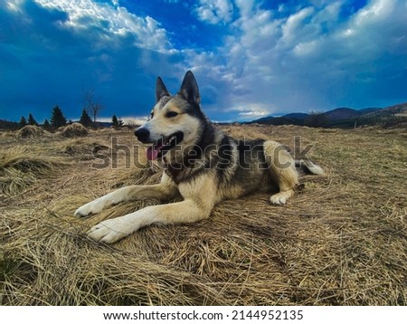 Happy dog smiling,lies on the hay and looking away to the horizon. High quality picture