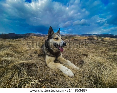 Happy dog smiling,lies on the hay and looking away to the horizon. High quality picture