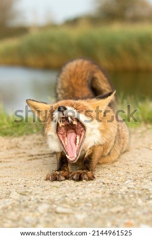 Red Fox Lying on the Sand Stretching and Yawning by the Water in A Green Nature Background in A National Park