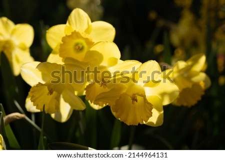 Flowers of yellow daffodil in the rays of the back sun. Beautiful spring postcard, picture