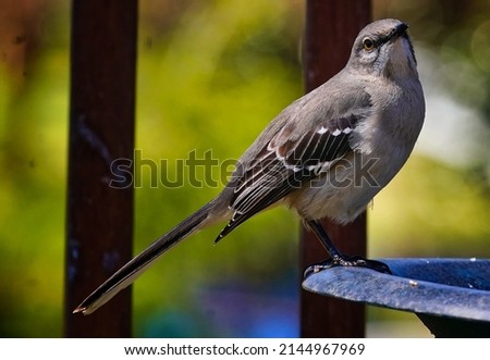 Northern Mockingbird on a high perch