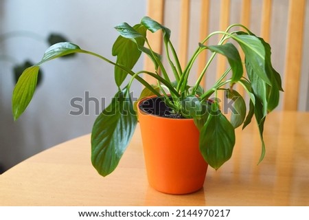 Wilting peace lily (Spathiphyllum) in a pot   Royalty-Free Stock Photo #2144970217