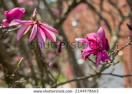 Flowering pink flowers in springtime on a tree.