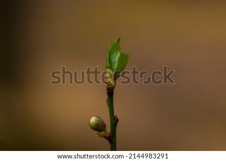 a young tree in spring, shallow depth of field