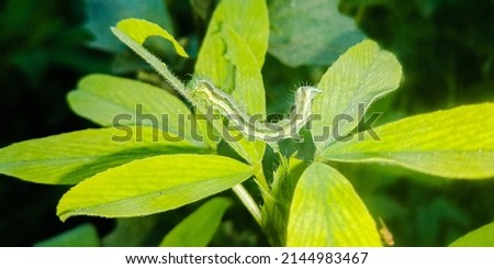 The cotton bollworm, corn earworm, or Old World bollworm is a moth.Caterpillars are the larval stage of members of the order Lepidoptera. Helicoverpa zea, commonly known as the corn earworm. Insect... Royalty-Free Stock Photo #2144983467