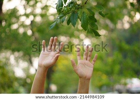 Female hand touching leaf of nature with sunlight. Green environment mangroves forest background. Global warming environment concept.