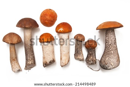 A number of edible mushrooms on white background Royalty-Free Stock Photo #214498489