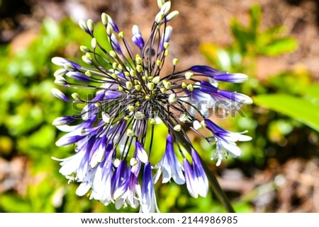 Macro Photo of Blue African Lily Flower