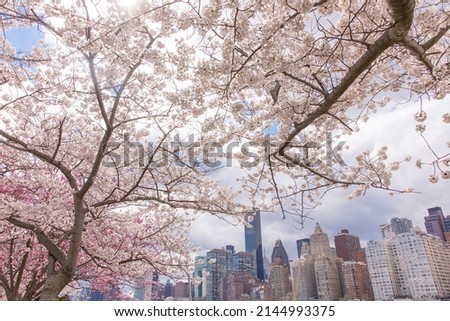 Cherry blossom with Manhattan buildings in New York city