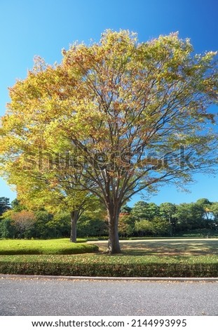 The autumn colored trees at the Honmaru O-shibafu (lawn) at the East Gardens of the Imperial Palace, the place of the former Edo Castle. Tokyo. Japan