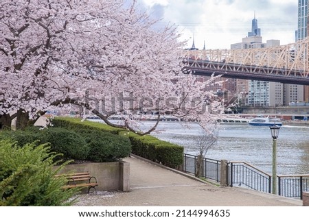 beautiful view of Roosevelt island with cherry blossom tree in New York city