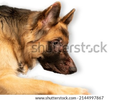 dog lying down isolated on white