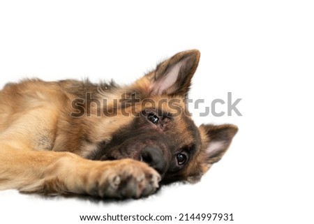 dog lying down isolated on white