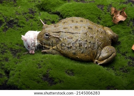 African bull frog eating a mouse as  its prey