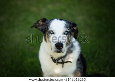 Koolie Australian working herding dog, shepherd farm breed animal Royalty-Free Stock Photo #2145016253