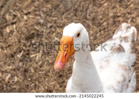 White goose close-up. The background is blurry. High quality photo
