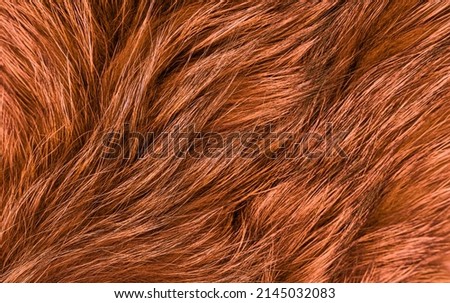 Texture of long-haired raccoon fur, color red. Close up. Natural fur, dyed. Fur farming. Background, Wallpaper. High quality photo Royalty-Free Stock Photo #2145032083