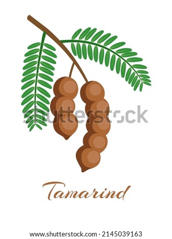 Vector illustration of tamarind or tamarindus indica, with green leaves, isolated on white background. Royalty-Free Stock Photo #2145039163