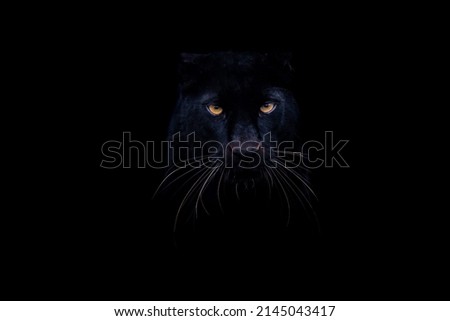 A black panther with a black background Royalty-Free Stock Photo #2145043417