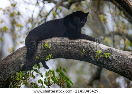 A black jaguar sleeping on the tree