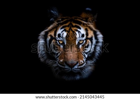 A Tiger with a black background