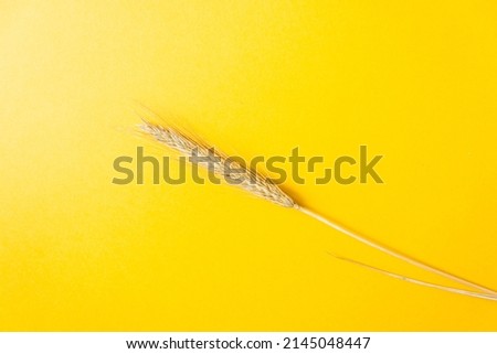 Ear of wheat isolated on the energizing yellow color background. Ukraine is famous agricultural country.