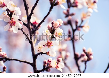 Blooming almond tree braches covered in flowers with copy space